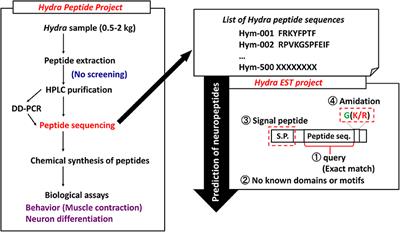 Comparative Aspects of Structure and Function of Cnidarian Neuropeptides